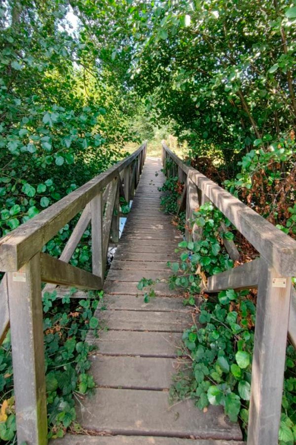 puente con árboles